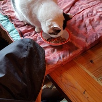 photo de livraison pour Ecole du Chat d’Arbois