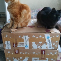 photo de livraison pour Les Pattounes de l'Espoir