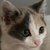 photo animal