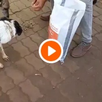 photo de livraison pour Comme Chiens et Chats Maroc