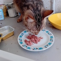 photo de livraison pour Les Félins Concitoyens de Saint Eliph