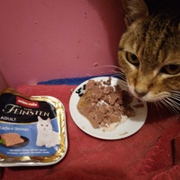 photo de livraison pour L'Ecole du Chat Istreen
