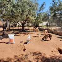 photo de livraison pour Help Adopt Moroccan Animals
