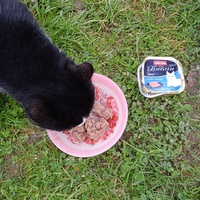 photo de livraison pour Hungry Cats14