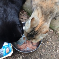 photo de livraison pour Cat Miaou