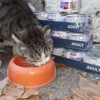 photo de livraison pour Les Chats de la Tour