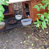 photo de livraison pour Les Chats Libres de la Canterrane