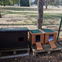 photo de livraison pour Les Chats de la Rue