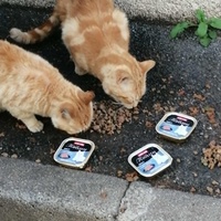 photo de livraison pour Les Chats Libres de la Canterrane
