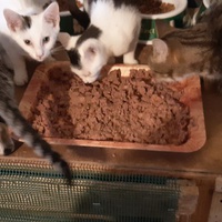 photo de livraison pour Pour l'Amour des Chats