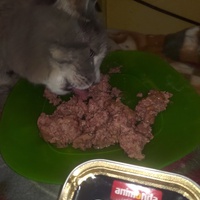 photo de livraison pour Chats Grains d'Amour