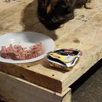 photo de livraison pour SOS Chats Libres Haut-Béarn