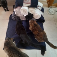 photo de livraison pour Les Amis de Michouette
