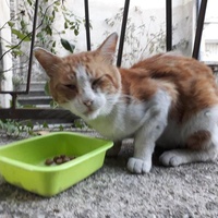 photo de livraison pour Les Chats de la Tour