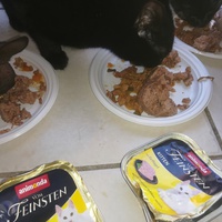photo de livraison pour Les Chats libres de Calvisson