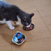 photo de livraison pour Chats Libres des Hauts Cantons de l'Hérault