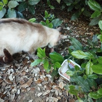 photo de livraison pour Cat Miaou