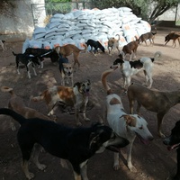 photo de livraison pour Help Adopt Moroccan Animals