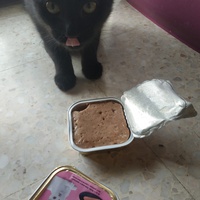 photo de livraison pour Les Pattounes de l'Espoir