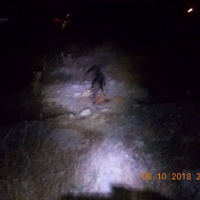 photo de livraison pour Pro Animals Finland ry