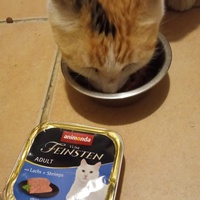 photo de livraison pour Ecole du Chat Libre de Caillerot