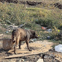 photo de livraison pour Civic Initiative Kane Korzo Skopje
