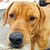 photo animal