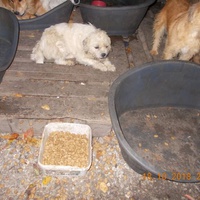 photo de livraison pour Pro Animals Finland ry