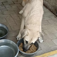 photo de livraison pour Civic Initiative Kane Korzo Skopje