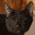 photo animal