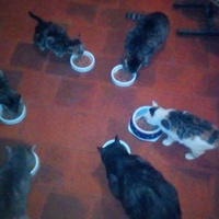 photo de livraison pour Paroles de Chats