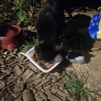 photo de livraison pour Chats Maux