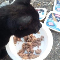 photo de livraison pour Les Chats-Pitresdelavi-Ste