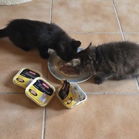 photo de livraison pour Bien vivre avec les Chats Sallélois
