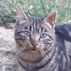 photo association