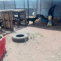photo de livraison pour Comme Chiens et Chats Maroc