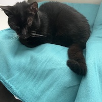photo de livraison pour Les chats de chez nous