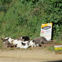 photo de livraison pour Protection Animale Amélienne
