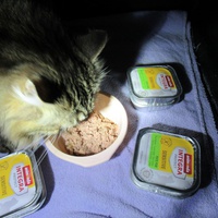 photo de livraison pour Jardin des Chats