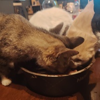 photo de livraison pour SOS Animaux, un Toit pour la Vie