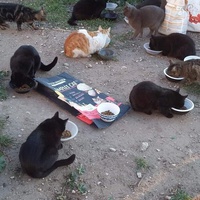 photo de livraison pour Les Chats-Pitresdelavi-Ste