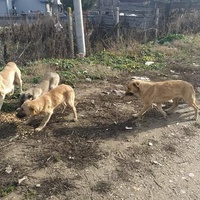 photo de livraison pour Civic Initiative Kane Korzo Skopje