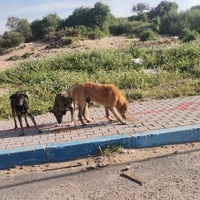 photo de livraison pour 4 Pattes Mogador