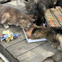 photo de livraison pour Les chats Port-Saint-Louisiens