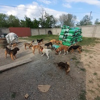 photo de livraison pour Udruzenje za Zastitu Zivotinja Srecko, Valjevo