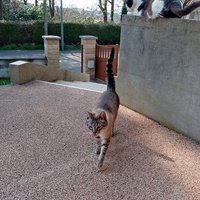 photo de livraison pour Chat de Gout'hier sans Toit