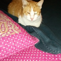 photo de livraison pour Les chats de chez nous