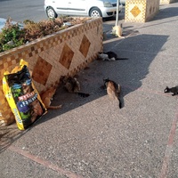 photo de livraison pour Corinne Teissier