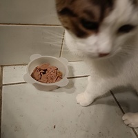 photo de livraison pour L'Arche de Tika