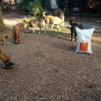 photo de livraison pour Help Adopt Moroccan Animals